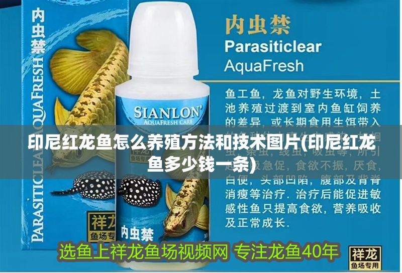 印尼紅龍魚怎么養殖方法和技術圖片(印尼紅龍魚多少錢一條)