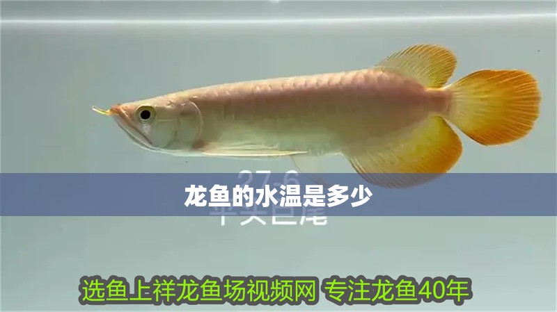 龍魚的水溫是多少