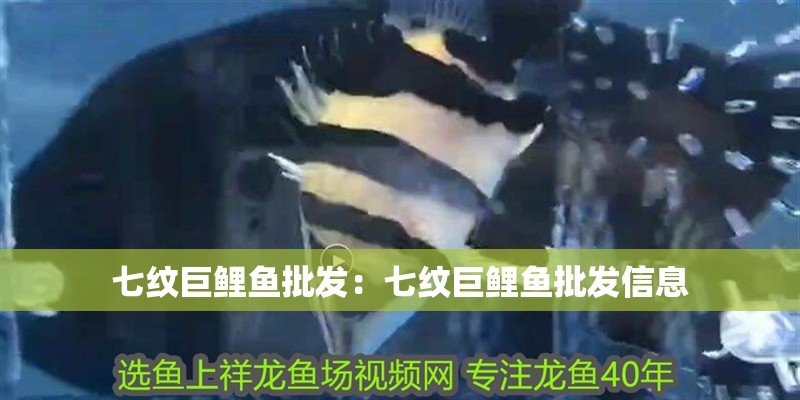 七紋巨鯉魚批發：七紋巨鯉魚批發信息