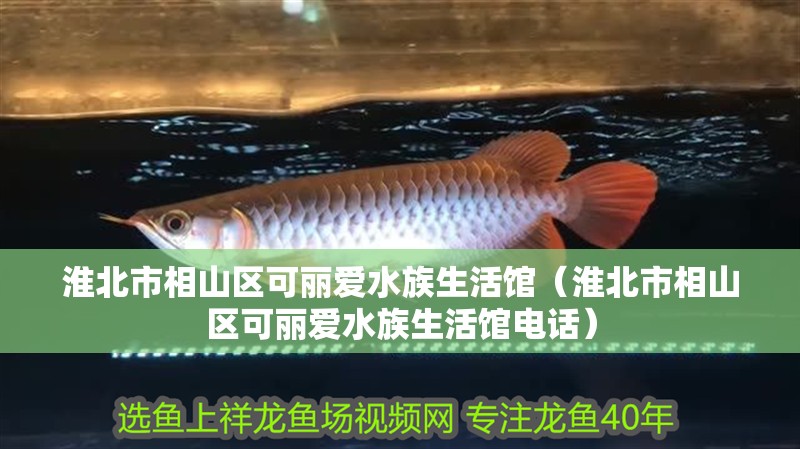 淮北市相山區可麗愛水族生活館（淮北市相山區可麗愛水族生活館電話）