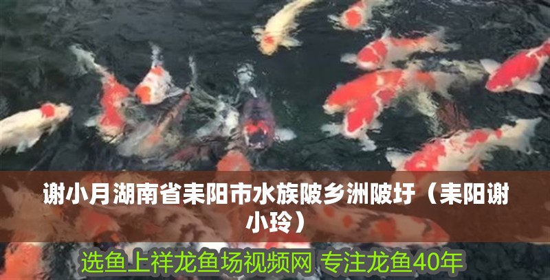 謝小月湖南省耒陽市水族陂鄉洲陂圩（耒陽謝小玲）