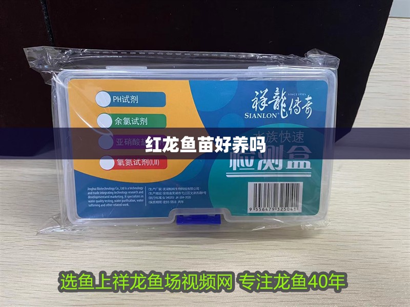 紅龍魚苗好養嗎