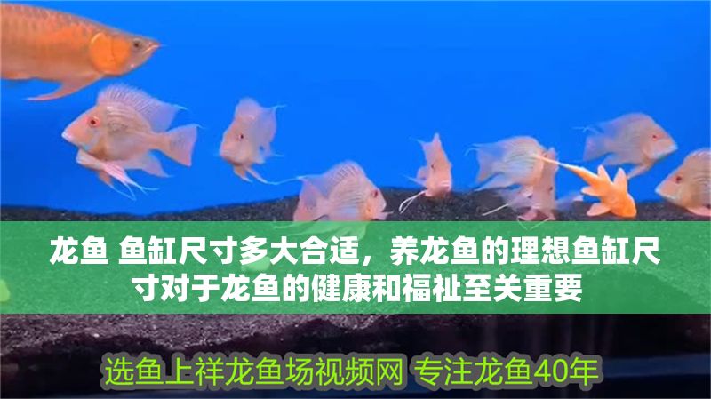 龍魚 魚缸尺寸多大合適，養(yǎng)龍魚的理想魚缸尺寸對于龍魚的健康和福祉至關(guān)重要