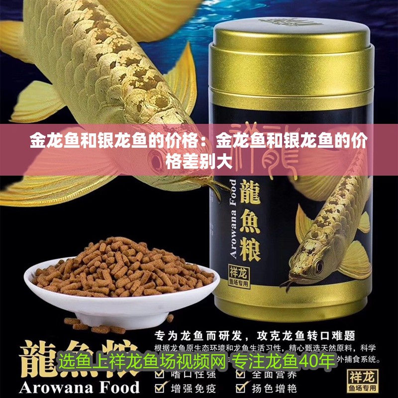 金龍魚和銀龍魚的價格：金龍魚和銀龍魚的價格差別大