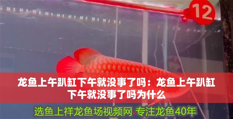 龍魚上午趴缸下午就沒事了嗎：龍魚上午趴缸下午就沒事了嗎為什么