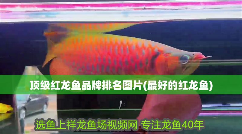 頂級紅龍魚品牌排名圖片(最好的紅龍魚)