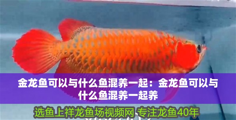 金龍魚可以與什么魚混養一起：金龍魚可以與什么魚混養一起養