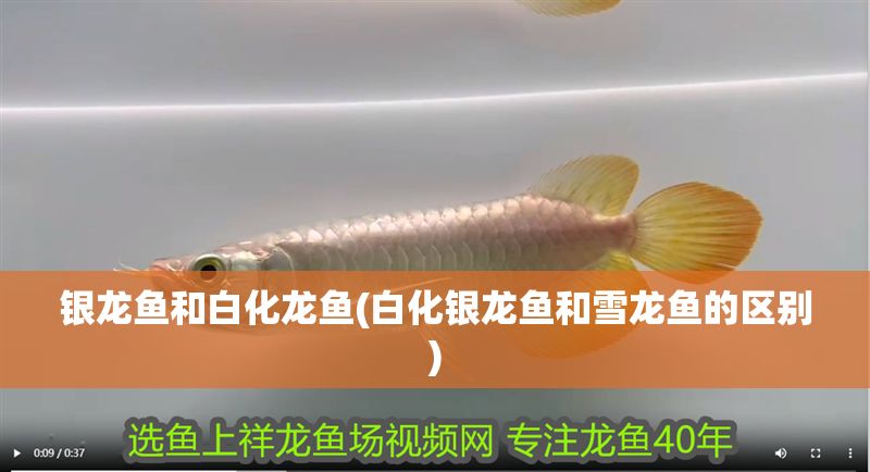 銀龍魚和白化龍魚(白化銀龍魚和雪龍魚的區別) 銀龍魚和白化龍魚(白化銀龍魚和雪龍魚的區別) 銀龍魚百科 第1張
