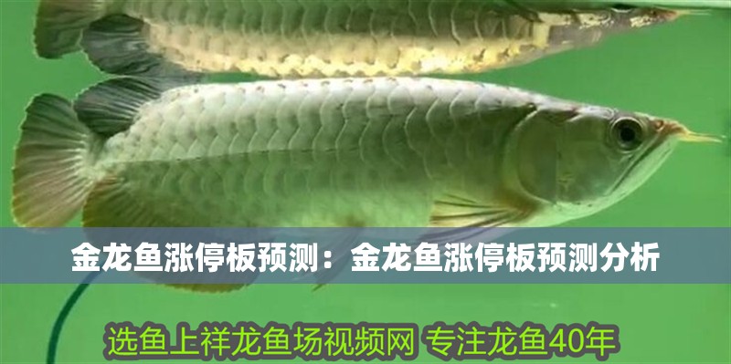 金龍魚漲停板預測：金龍魚漲停板預測分析