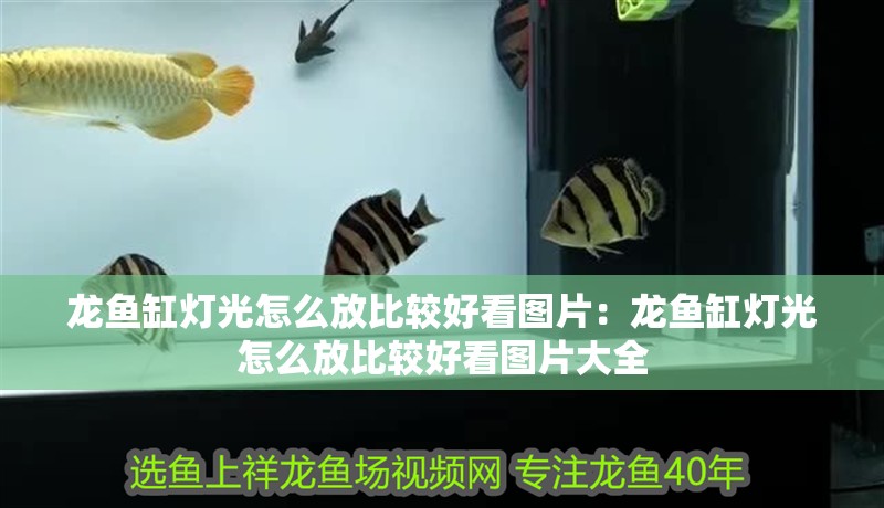 龍魚缸燈光怎么放比較好看圖片：龍魚缸燈光怎么放比較好看圖片大全