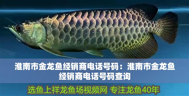 淮南市金龍魚經銷商電話號碼：淮南市金龍魚經銷商電話號碼查詢