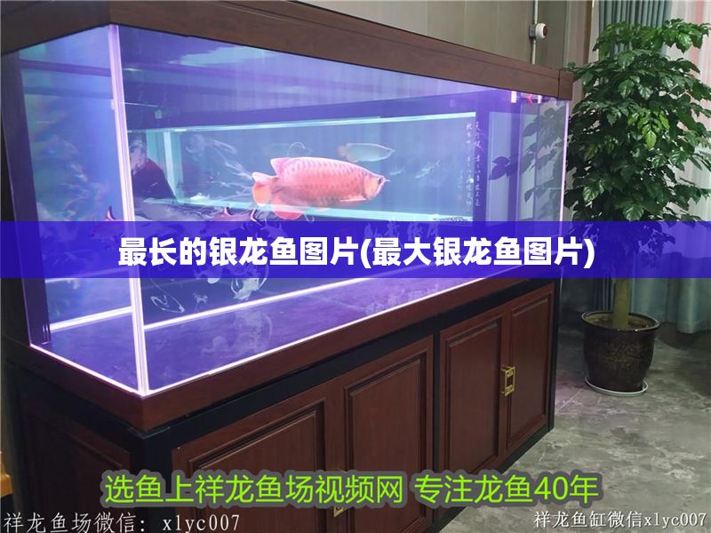 最長的銀龍魚圖片(最大銀龍魚圖片)