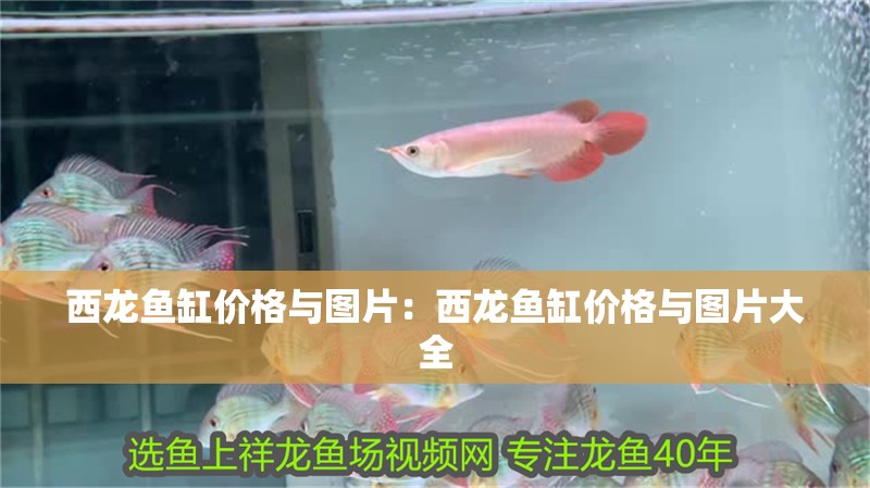 西龍魚缸價格與圖片：西龍魚缸價格與圖片大全