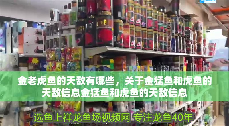 金老虎魚的天敵有哪些，關(guān)于金猛魚和虎魚的天敵信息金猛魚和虎魚的天敵信息
