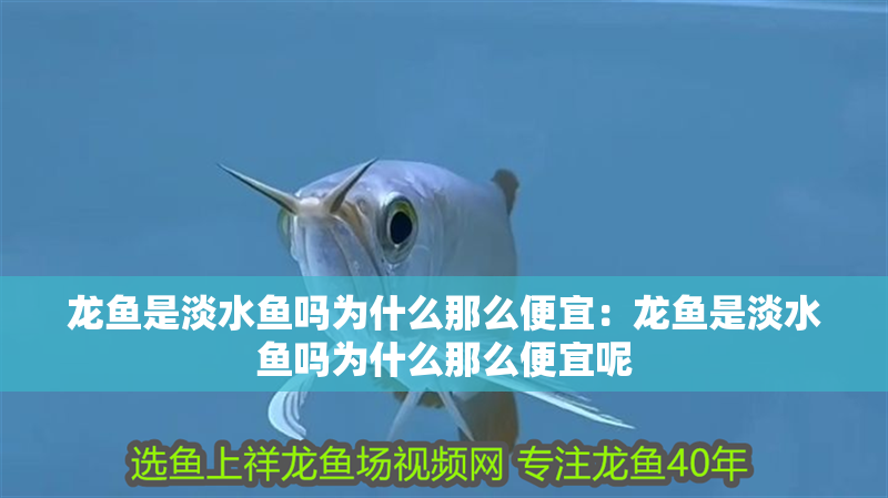 龍魚是淡水魚嗎為什么那么便宜：龍魚是淡水魚嗎為什么那么便宜呢