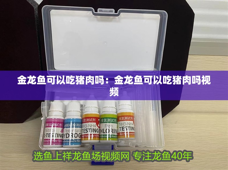 金龍魚可以吃豬肉嗎：金龍魚可以吃豬肉嗎視頻