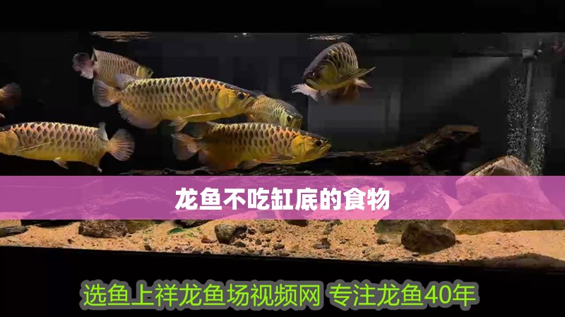 龍魚不吃缸底的食物
