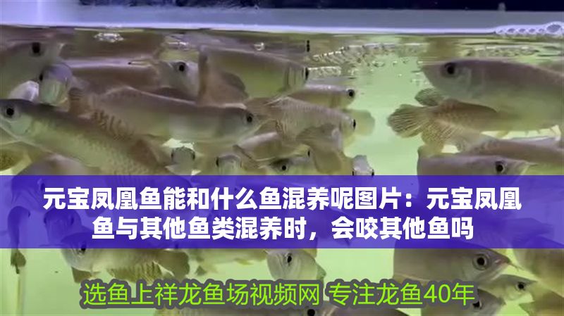 元寶鳳凰魚能和什么魚混養(yǎng)呢圖片：元寶鳳凰魚與其他魚類混養(yǎng)時(shí)，會(huì)咬其他魚嗎 元寶鳳凰魚能和什么魚混養(yǎng)呢圖片：元寶鳳凰魚與其他魚類混養(yǎng)時(shí)，會(huì)咬其他魚嗎 元寶鳳凰魚百科 第1張