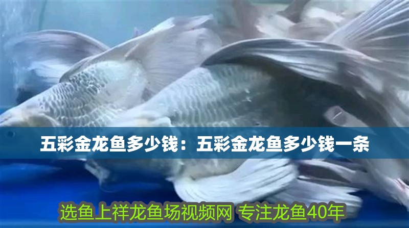 五彩金龍魚多少錢：五彩金龍魚多少錢一條