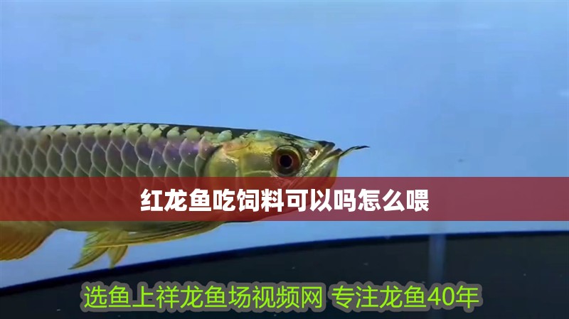 紅龍魚吃飼料可以嗎怎么喂 龍魚百科 第2張 紅龍魚吃飼料可以嗎怎么喂 紅龍魚吃飼料可以嗎怎么喂 龍魚百科 第2張