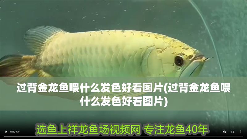 過背金龍魚喂什么發(fā)色好看圖片(過背金龍魚喂什么發(fā)色好看圖片)