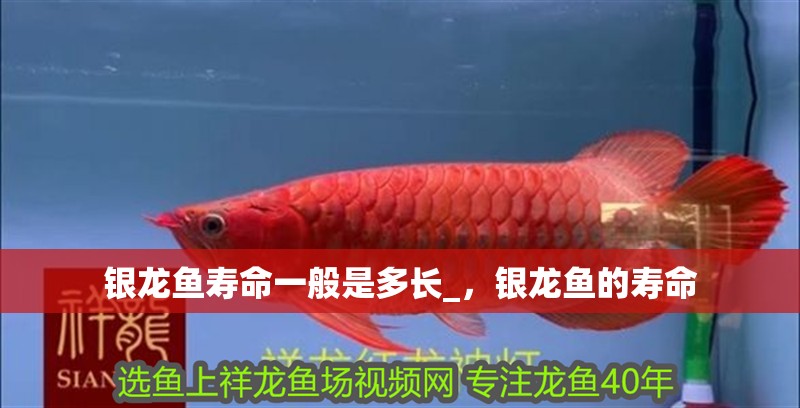 給大魚缸換水的作文:體驗給大魚缸換水的樂趣:體驗給大魚缸換水:給大魚缸換水的作文 銀龍魚壽命一般是多長_,銀龍魚的壽命 銀龍魚百科 銀龍魚壽命一般是多長_,銀龍魚的壽命 銀龍魚壽命一般是多長_,銀龍魚的壽命 銀龍魚百科