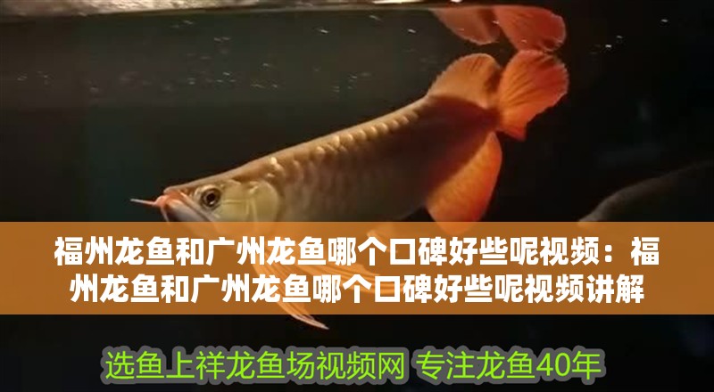 福州龍魚和廣州龍魚哪個口碑好些呢視頻：福州龍魚和廣州龍魚哪個口碑好些呢視頻講解