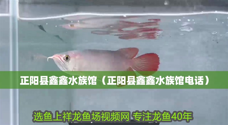 正陽縣鑫鑫水族館（正陽縣鑫鑫水族館電話）