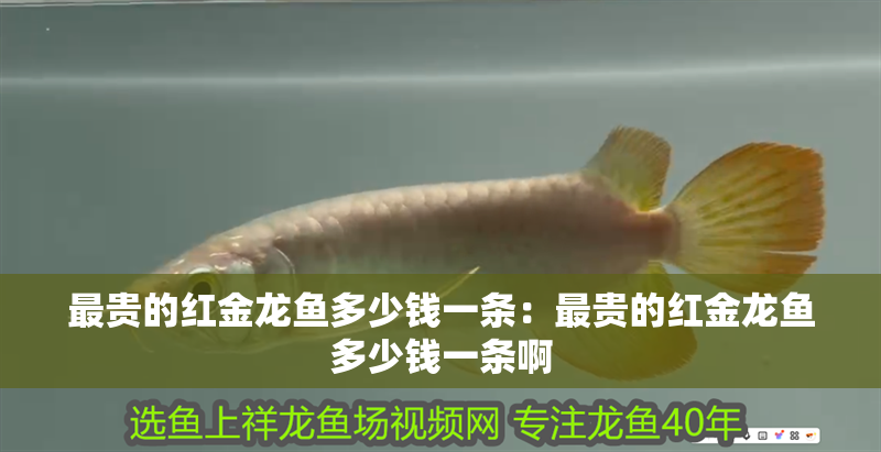 最貴的紅金龍魚多少錢一條：最貴的紅金龍魚多少錢一條啊