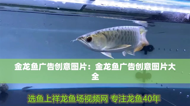 金龍魚廣告創意圖片：金龍魚廣告創意圖片大全