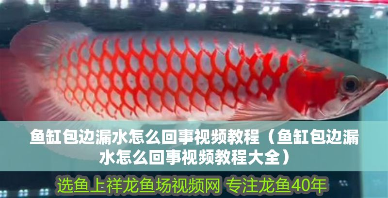 魚缸包邊漏水怎么回事視頻教程（魚缸包邊漏水怎么回事視頻教程大全）