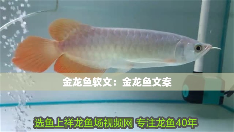 金龍魚(yú)軟文：金龍魚(yú)文案