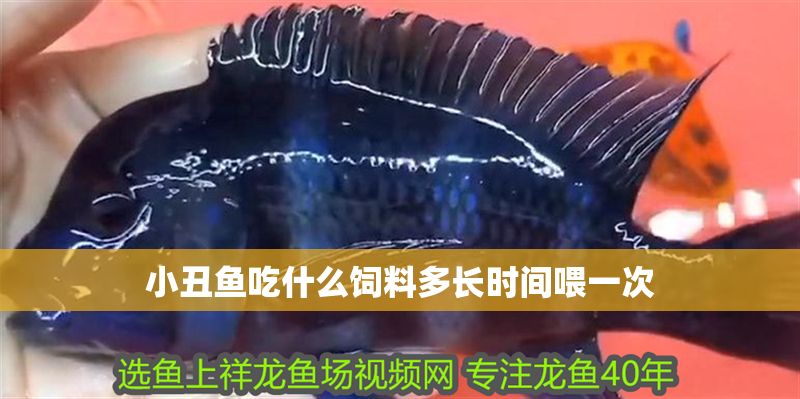 小丑魚吃什么飼料多長時間喂一次 小丑魚吃什么飼料多長時間喂一次 魚缸百科 第2張