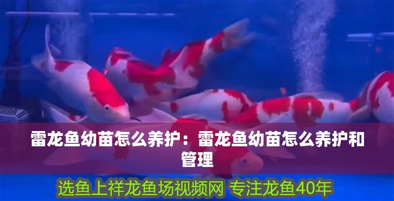 雷龍魚幼苗怎么養護：雷龍魚幼苗怎么養護和管理