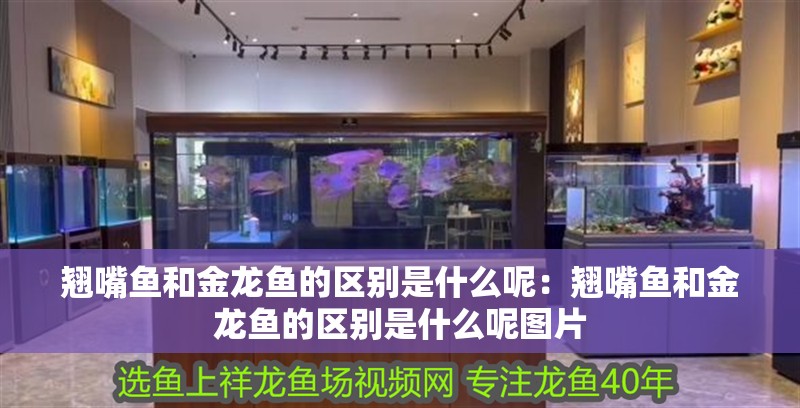 翹嘴魚和金龍魚的區(qū)別是什么呢：翹嘴魚和金龍魚的區(qū)別是什么呢圖片