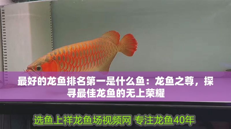 最好的龍魚排名第一是什么魚：龍魚之尊，探尋最佳龍魚的無上榮耀