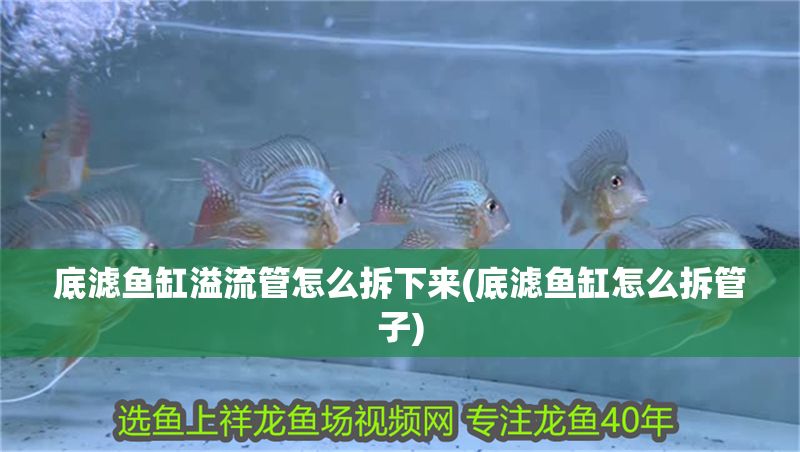底濾魚缸溢流管怎么拆下來(底濾魚缸怎么拆管子)