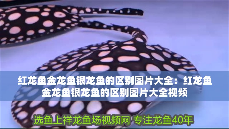 紅龍魚金龍魚銀龍魚的區別圖片大全：紅龍魚金龍魚銀龍魚的區別圖片大全視頻