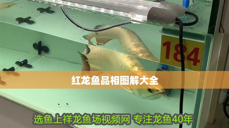 紅龍魚品相圖解大全