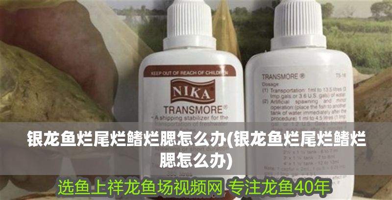 銀龍魚爛尾爛鰭爛腮怎么辦(銀龍魚爛尾爛鰭爛腮怎么辦)