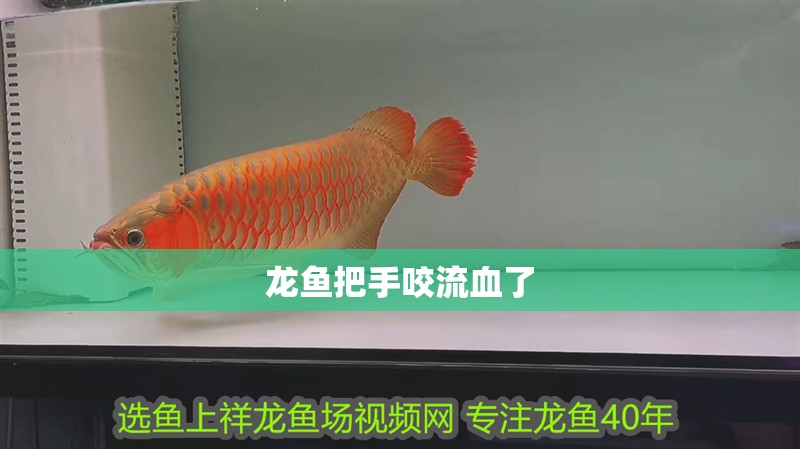 龍魚把手咬流血了