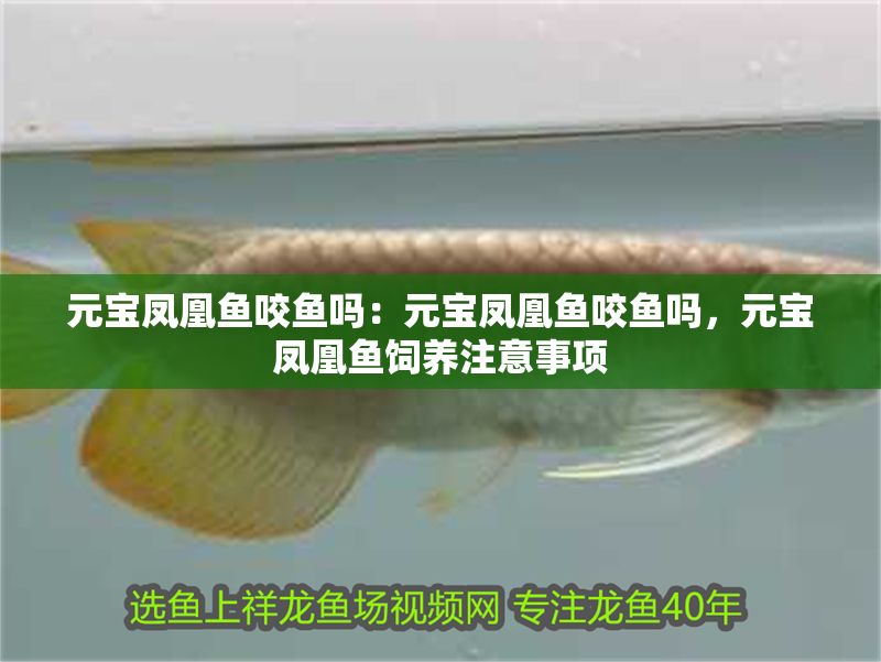 元寶鳳凰魚咬魚嗎：元寶鳳凰魚咬魚嗎，元寶鳳凰魚飼養注意事項