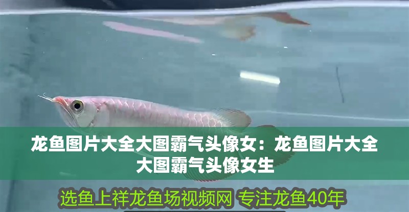 龍魚圖片大全大圖霸氣頭像女：龍魚圖片大全大圖霸氣頭像女生