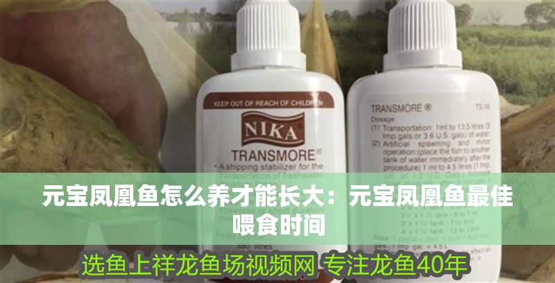 元寶鳳凰魚怎么養(yǎng)才能長大：元寶鳳凰魚最佳喂食時間