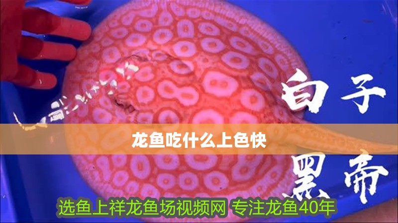龍魚吃什么上色快
