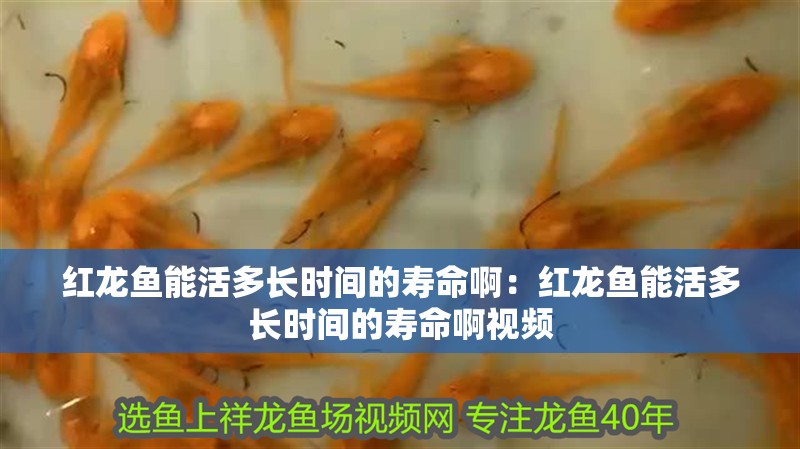 紅龍魚能活多長時間的壽命啊：紅龍魚能活多長時間的壽命啊視頻