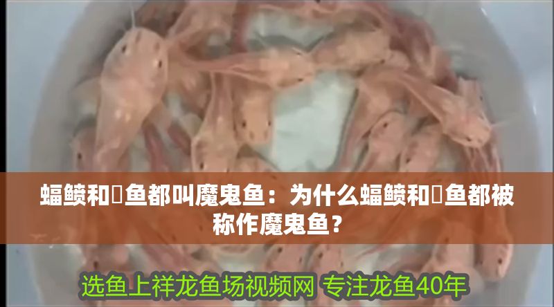 蝠鲼和魟魚都叫魔鬼魚：為什么蝠鲼和魟魚都被稱作魔鬼魚？ 蝠鲼和魟魚都叫魔鬼魚：為什么蝠鲼和魟魚都被稱作魔鬼魚？ 魟魚百科 第2張