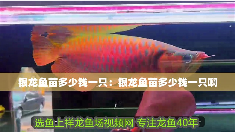 銀龍魚苗多少錢一只：銀龍魚苗多少錢一只啊