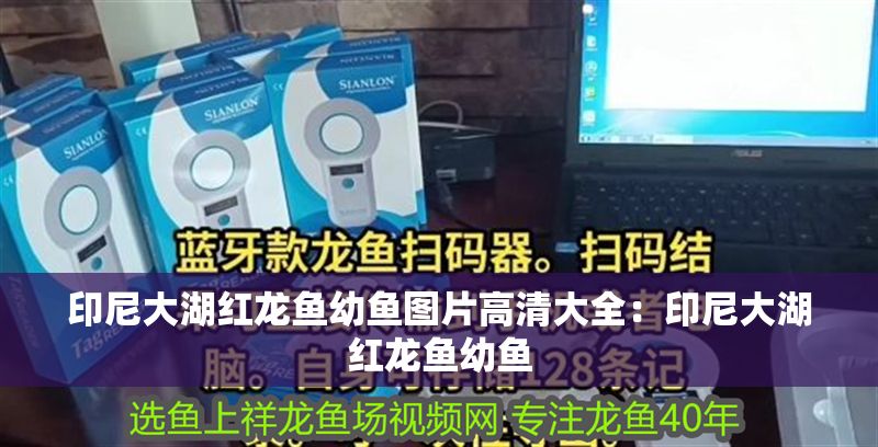 印尼大湖紅龍魚幼魚圖片高清大全：印尼大湖紅龍魚幼魚