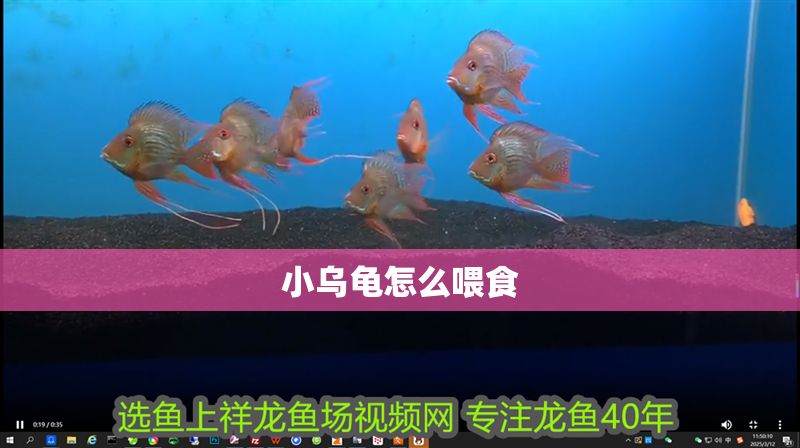 小烏龜怎么喂食